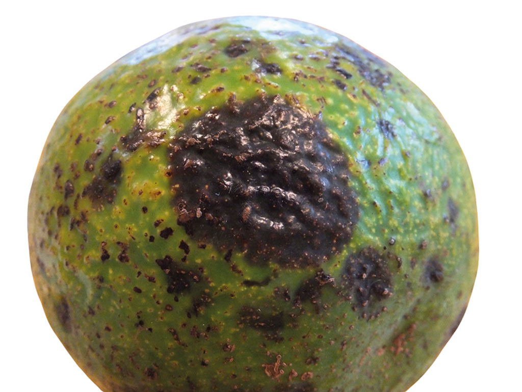 Safj June July 2026 Featured Avocado Infection