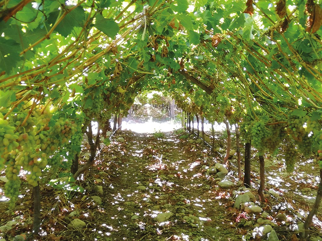 Safj Hidden Cause Poor Colour Crimson Seedless 1
