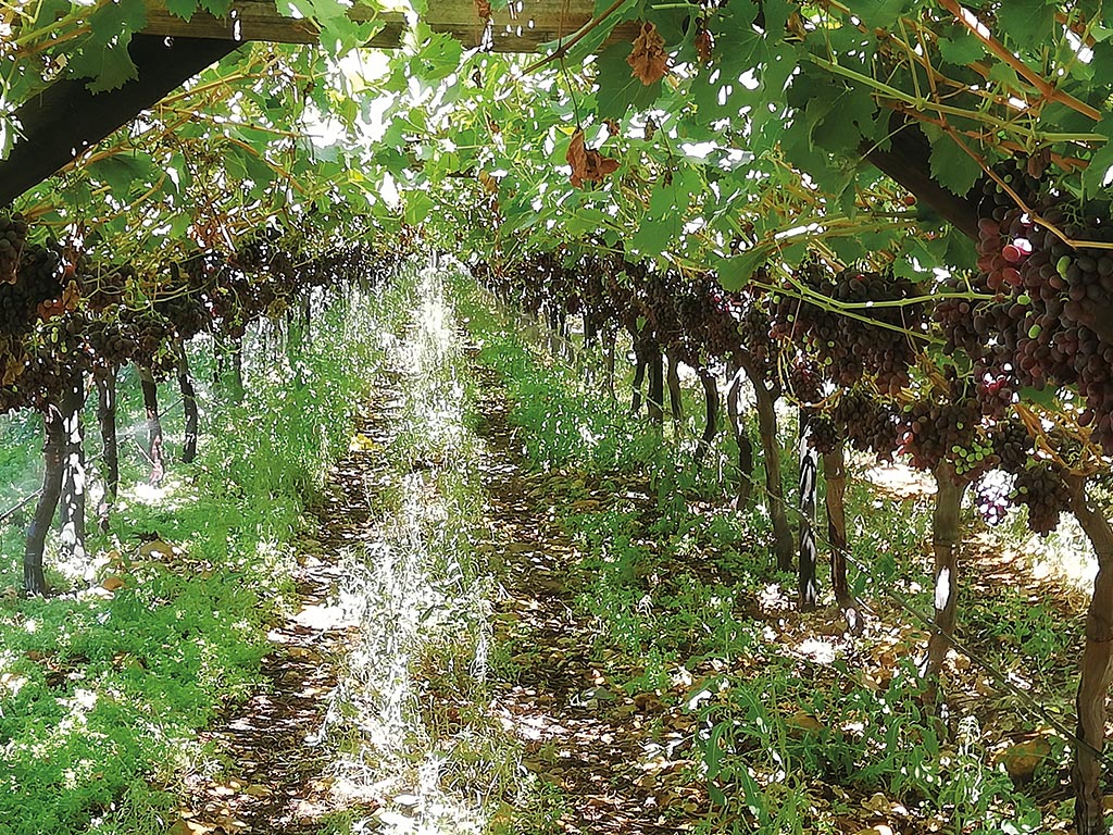 Safj Hidden Cause Poor Colour Crimson Seedless 2