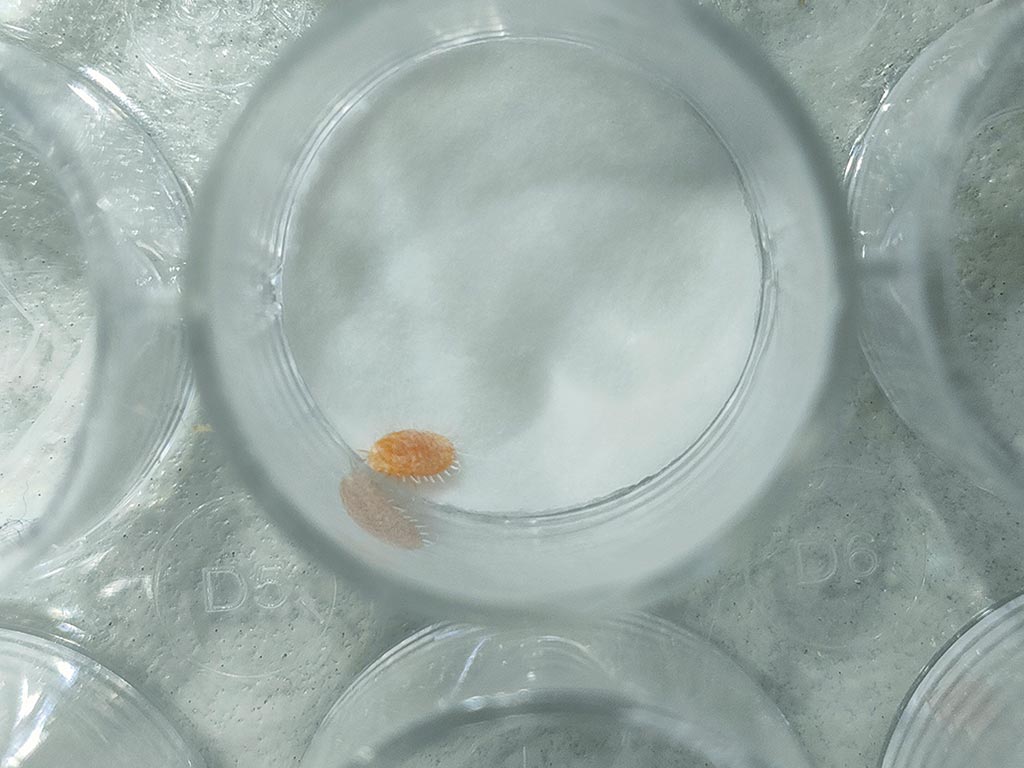 Safj Mealy Bug Isolated