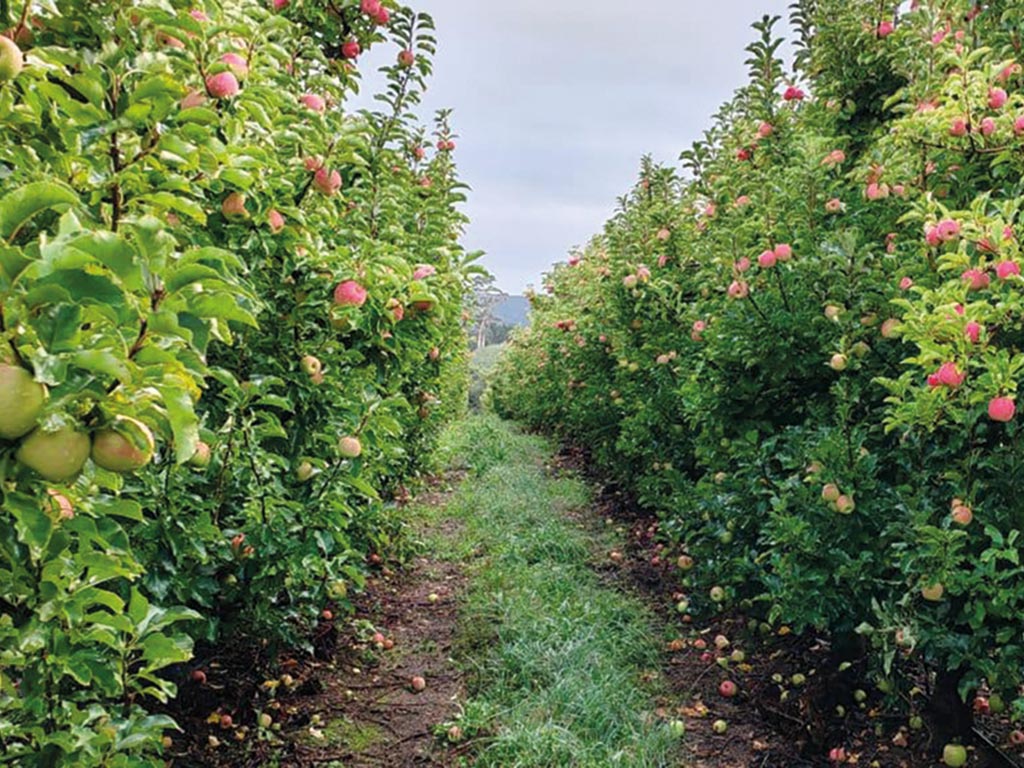 Safj Internal Browning Cripps Pink Apples Featured